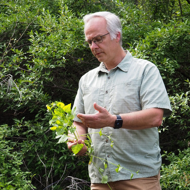 David Haak inspecting an invasive plant
