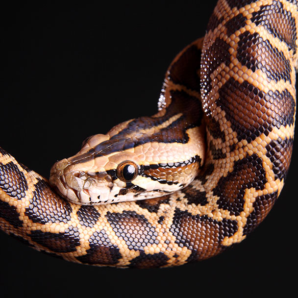 Home - Invasive Species Working Group