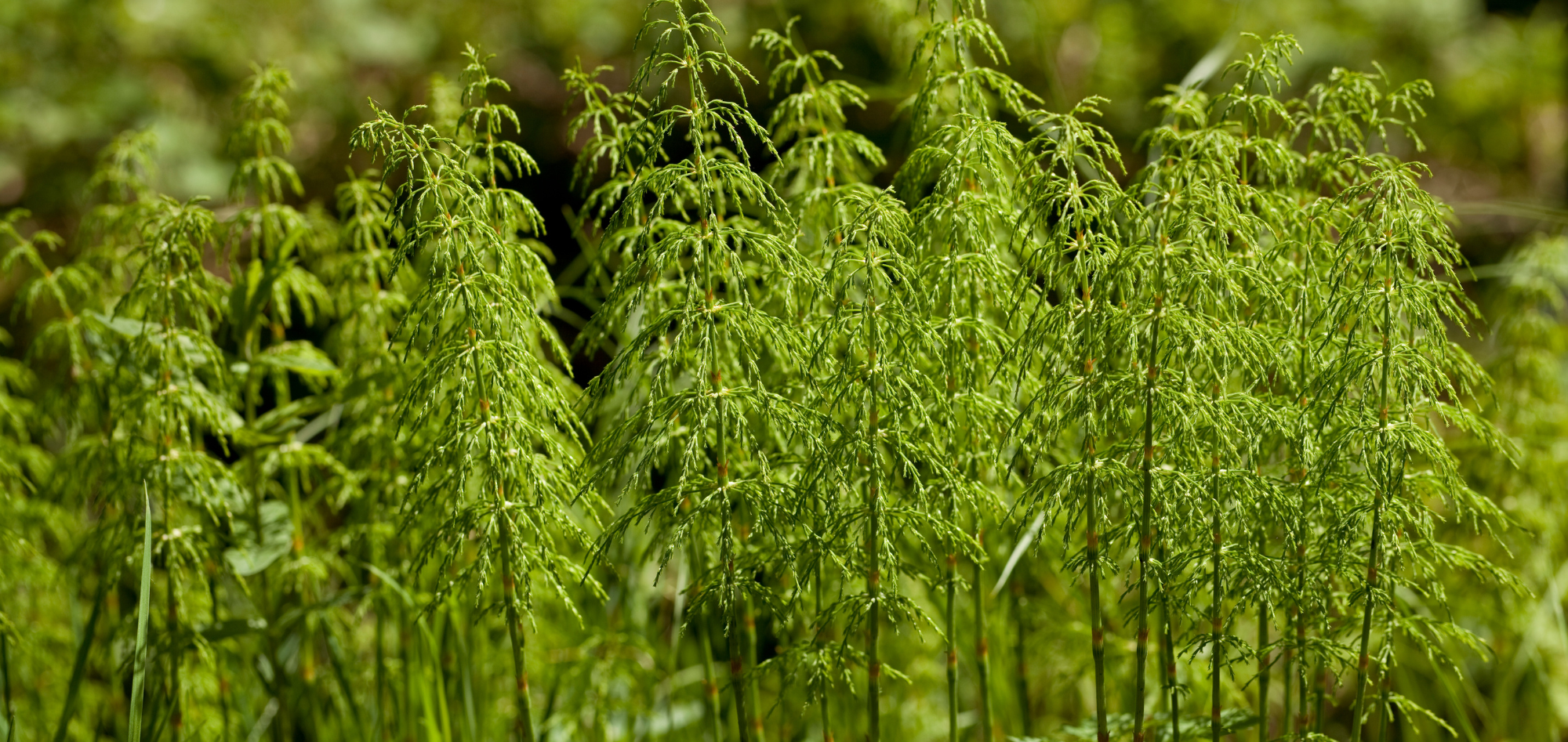 Horsetails in a field