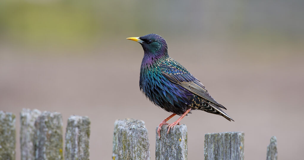 European starling