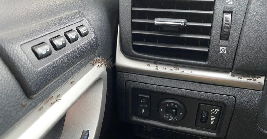 Ants hitchhiking inside of a vehicle