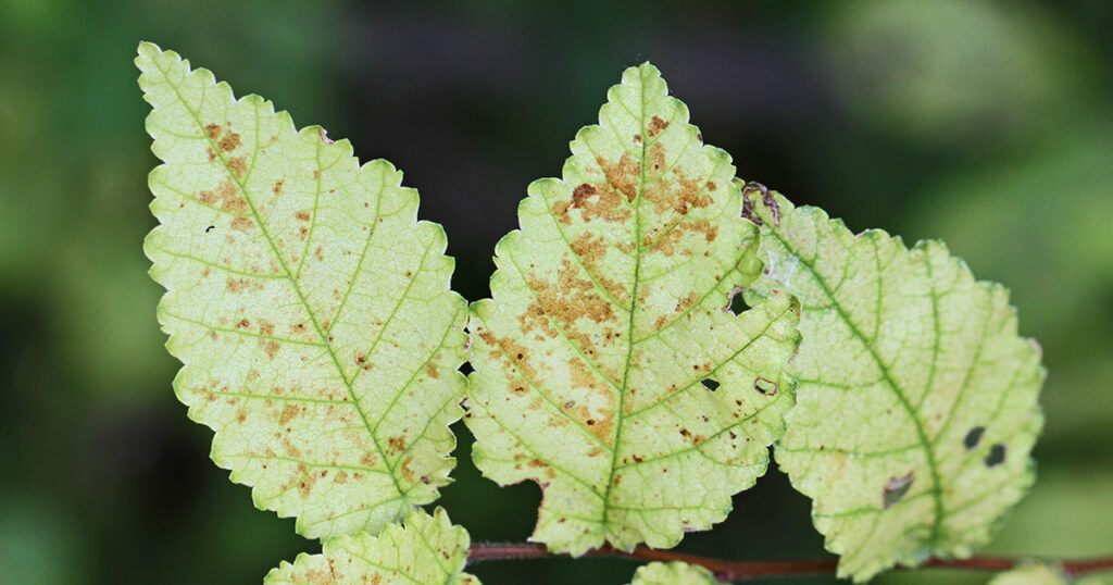 Dutch elm disease