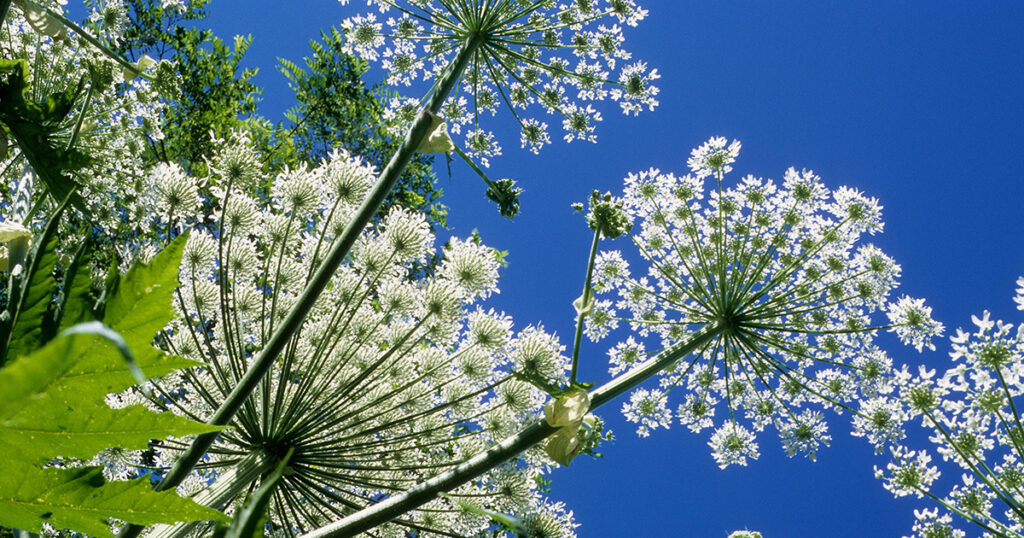 Giant hogweed