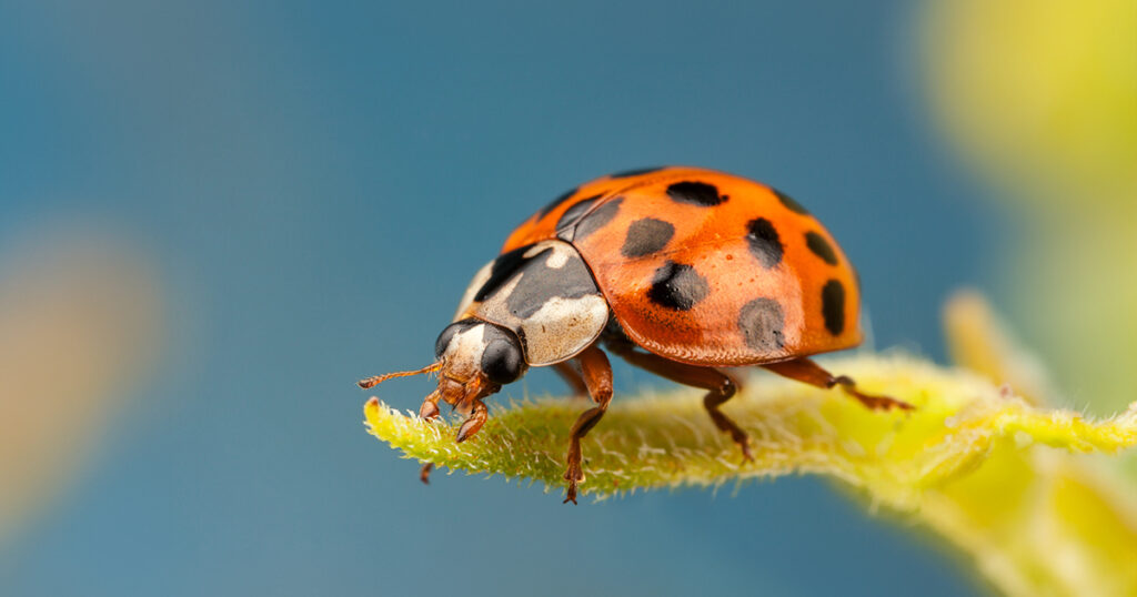 Harlequin ladybird beetle