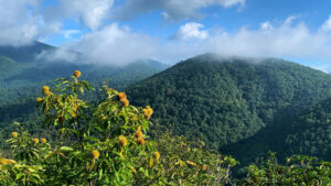 American chestnut in the Appalachian mountains