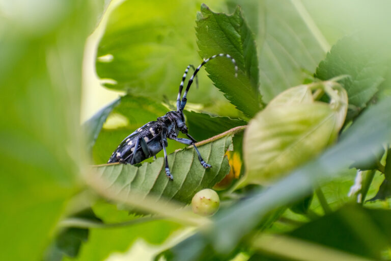 Asian longhorned beetle