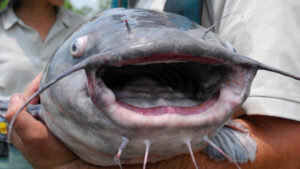 Blue catfish can grow up to 65 inches and over 100 pounds, and because of the lack of natural predators in the Chesapeake Bay, their population has increased unchecked. Photo courtesy of Chesapeake Bay Foundation.