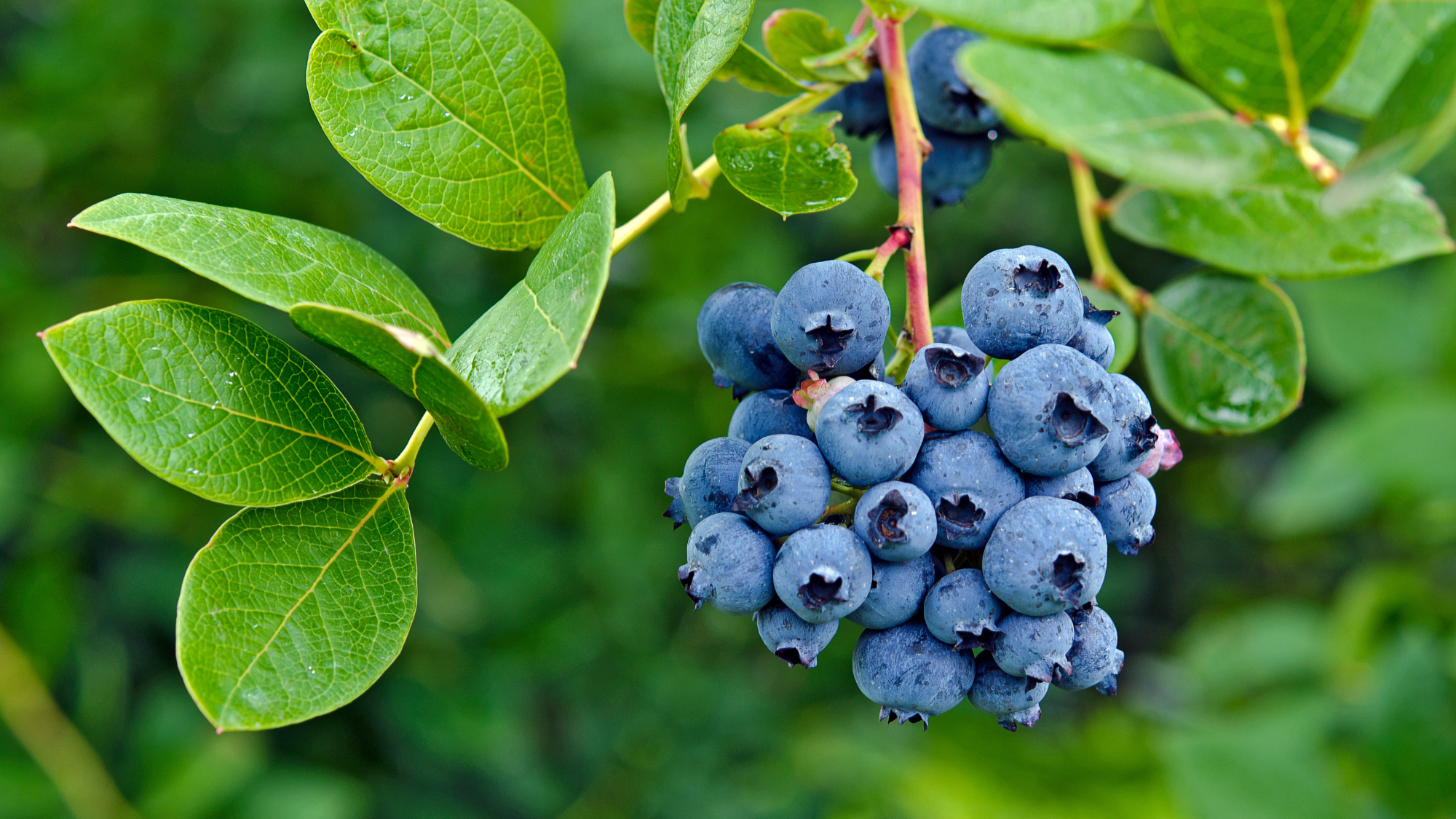 Wild blueberries