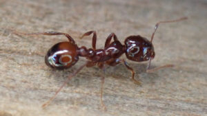 Hybrid fire ant