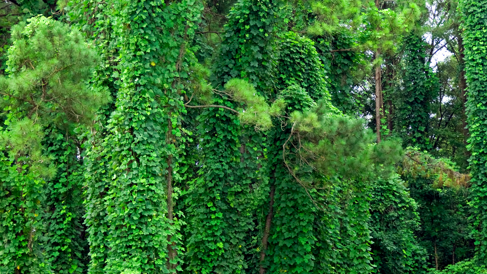 Overgrown patch of kudzu