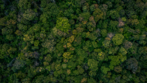 Forest canopy