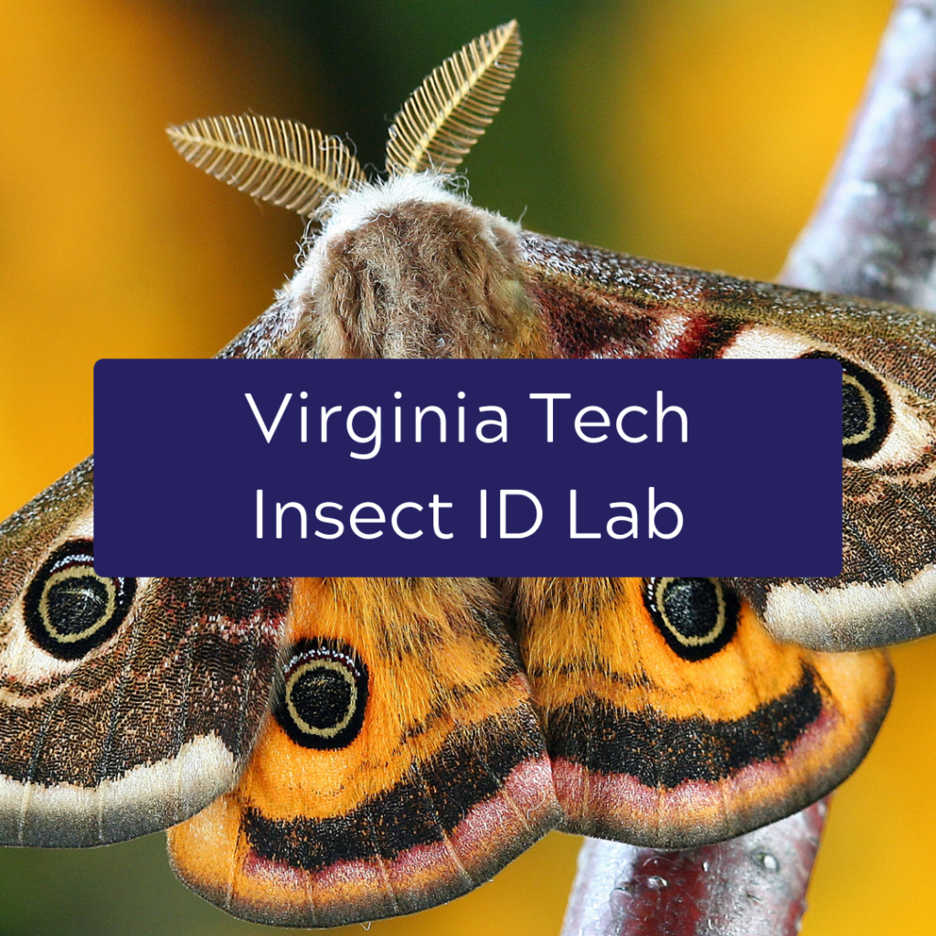 Virginia Tech Insect ID Lab