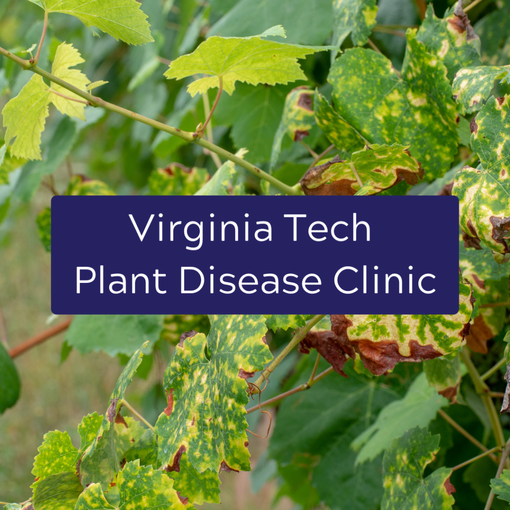 Virginia Tech Plant Disease Clinic