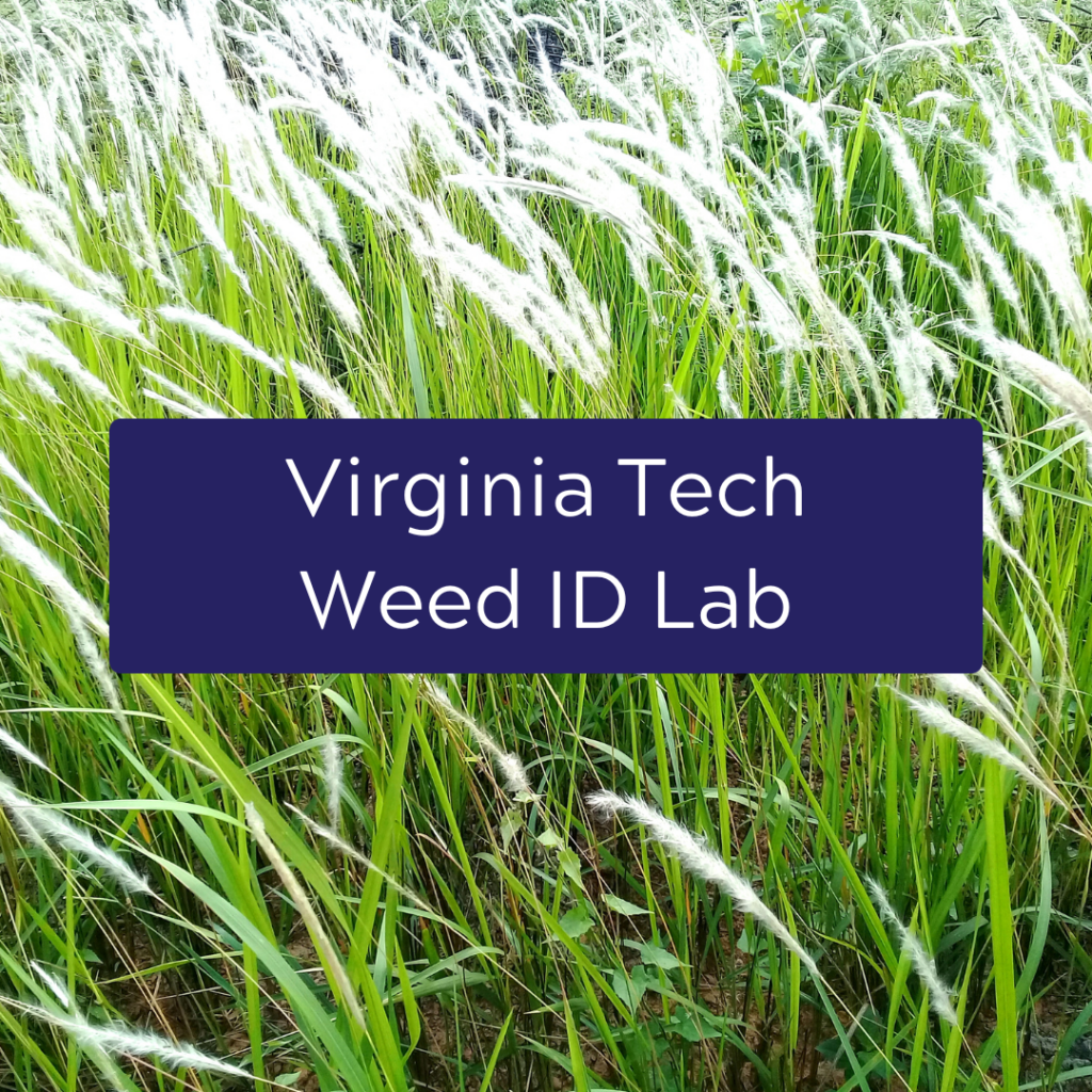Virginia Tech Weed ID Lab