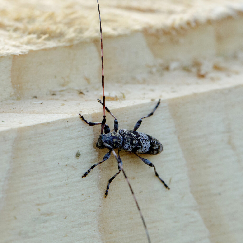 A close-up view of an Asian long-horned beetle