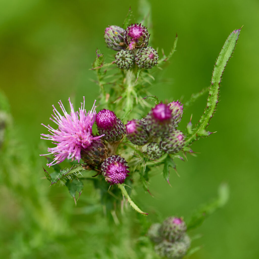 A close-up of a creeping thistle plant with one bright pink, spiky flower in bloom and several purple, bristly buds against a soft green blurred background.