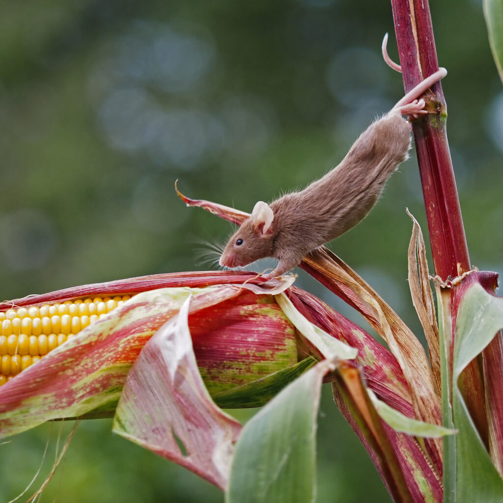 A field mouse eating an ear of corn