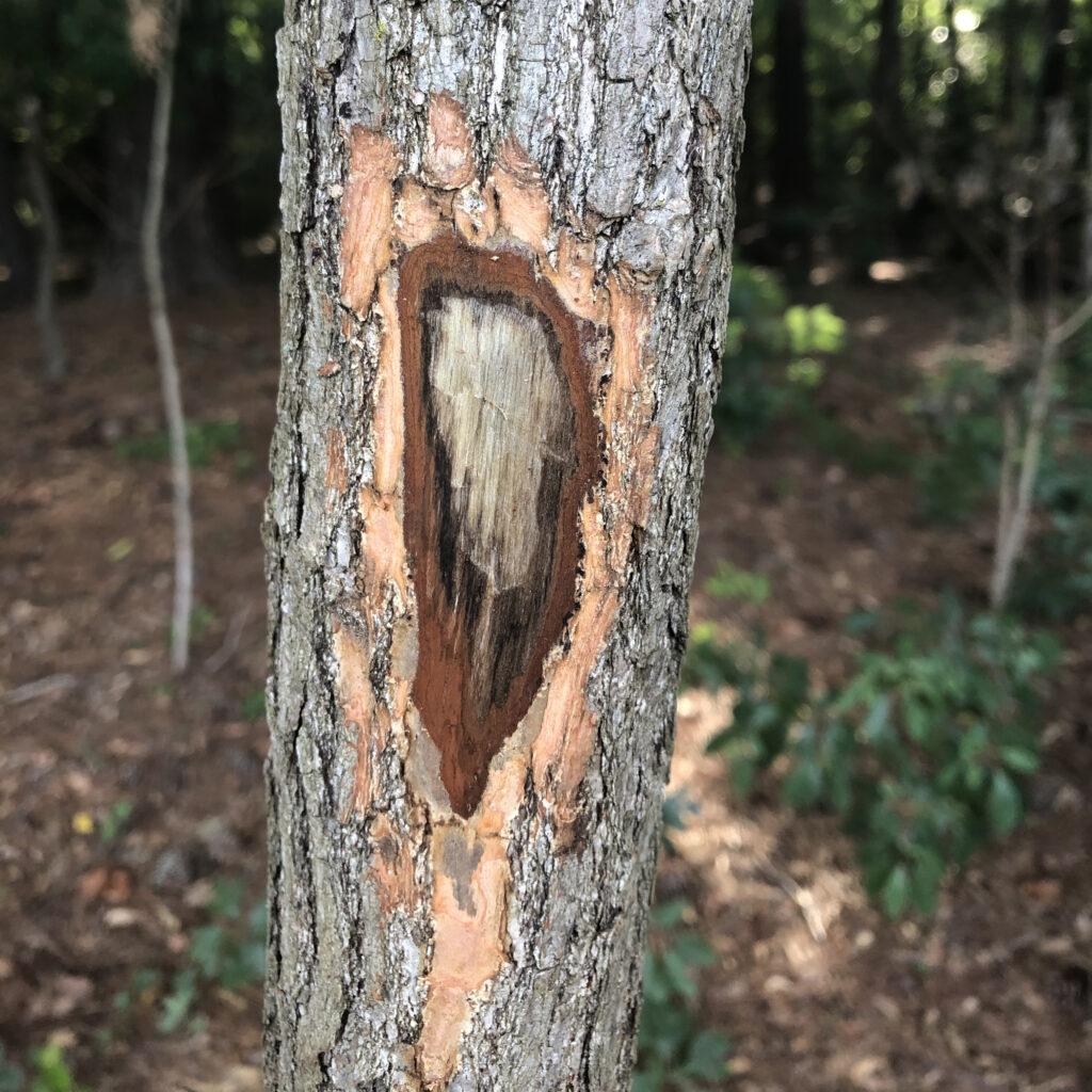 A close-up view of a sassafras tree with vascular streaking, a characteristic sign of laurel wilt.