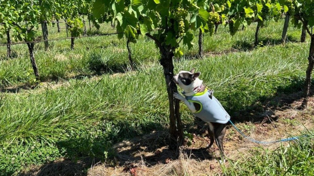 Xephyr, a Boston terrier, outperformed experienced human searchers at finding spotted lanternfly egg masses in nature. “She’s a machine at finding odor,” said her owner, Debi Persing. Photo courtesy of Debi Persing.
