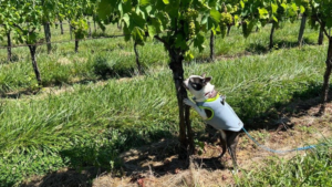 Xephyr, a Boston terrier, outperformed experienced human searchers at finding spotted lanternfly egg masses in nature. “She’s a machine at finding odor,” said her owner, Debi Persing. Photo courtesy of Debi Persing.