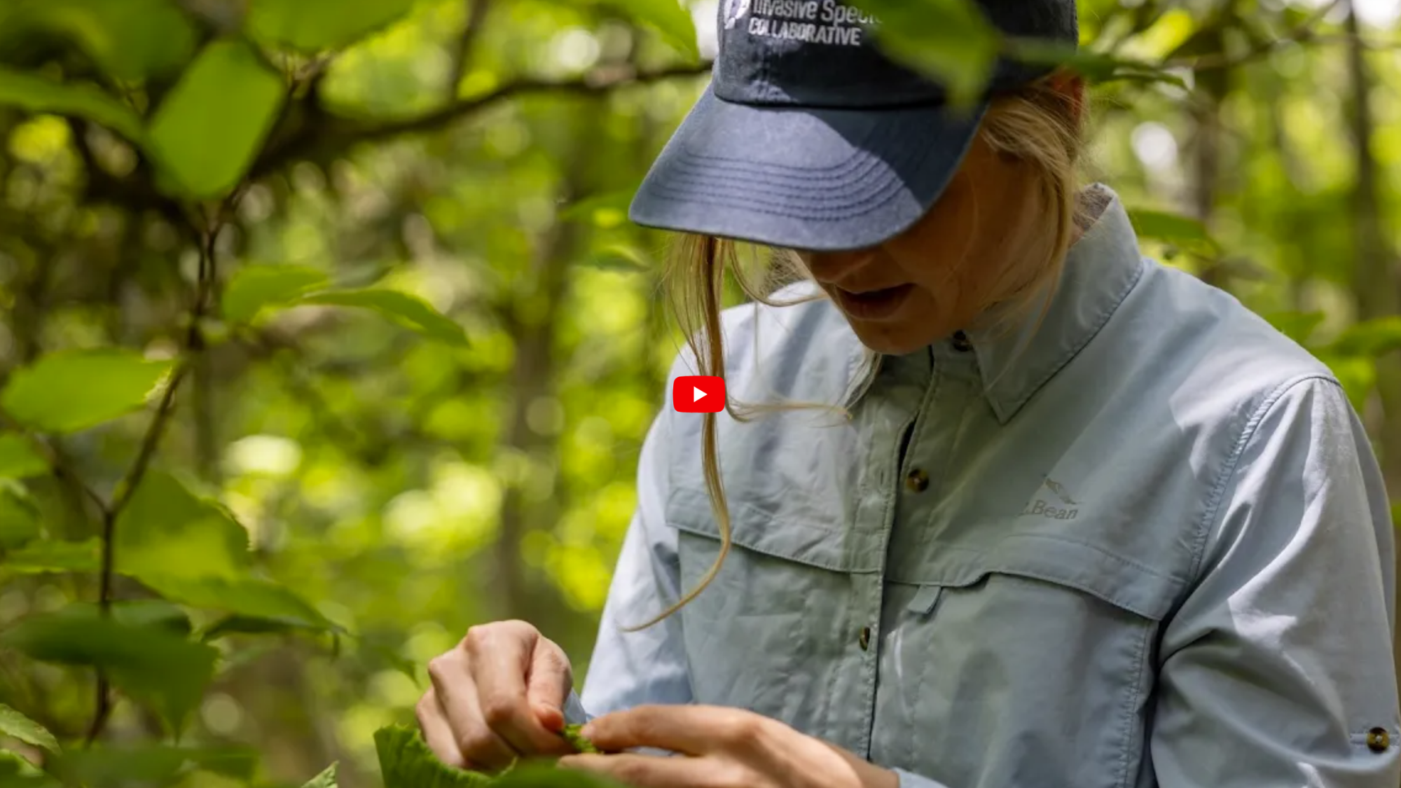 Dr. Carrie Fearer conducting research in the woods