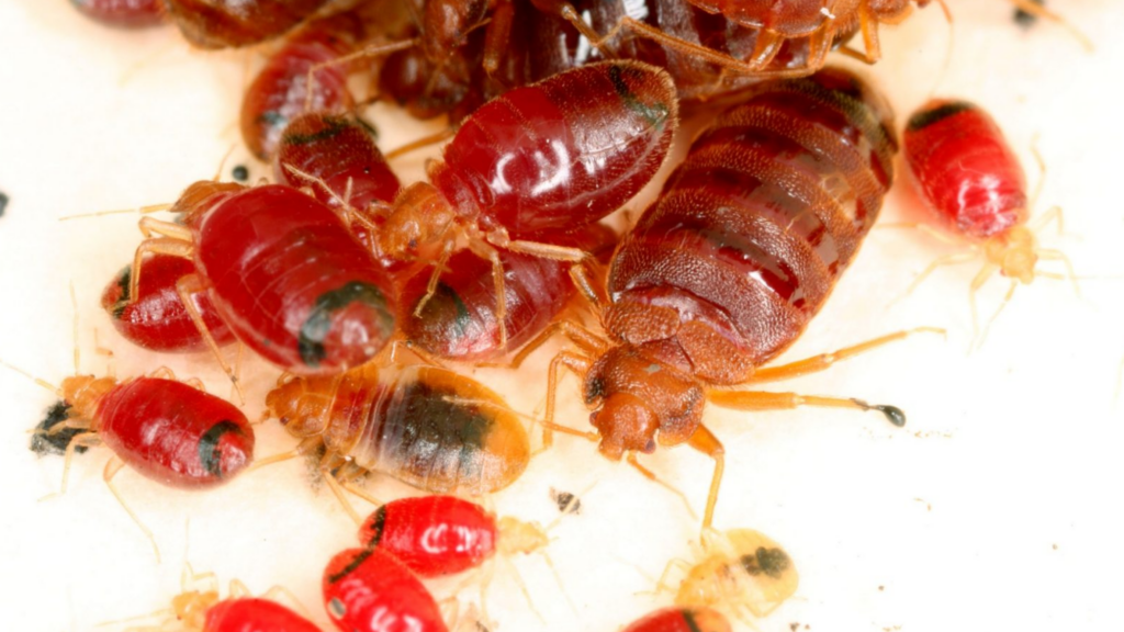 Bed bugs just after blood feeding. Photo courtesy of Warren Booth.